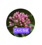 Flowers Set（個別スタンプ：2）