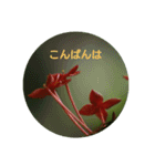 Flowers Set（個別スタンプ：3）