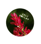 Flowers Set（個別スタンプ：6）