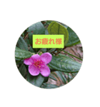Flowers Set（個別スタンプ：7）