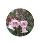 Flowers Set（個別スタンプ：8）