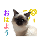 毎日使えるラグドールのロキ(日本語＆英語)（個別スタンプ：1）