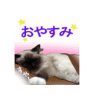 毎日使えるラグドールのロキ(日本語＆英語)（個別スタンプ：2）