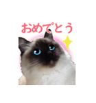 毎日使えるラグドールのロキ(日本語＆英語)（個別スタンプ：7）