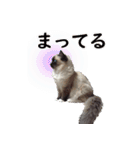 毎日使えるラグドールのロキ(日本語＆英語)（個別スタンプ：11）