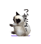 毎日使えるラグドールのロキ(日本語＆英語)（個別スタンプ：12）