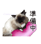 毎日使えるラグドールのロキ(日本語＆英語)（個別スタンプ：13）