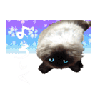 毎日使えるラグドールのロキ(日本語＆英語)（個別スタンプ：14）