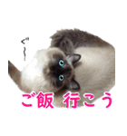 毎日使えるラグドールのロキ(日本語＆英語)（個別スタンプ：15）