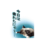 毎日使えるラグドールのロキ(日本語＆英語)（個別スタンプ：17）