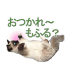 毎日使えるラグドールのロキ(日本語＆英語)（個別スタンプ：19）