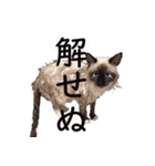 毎日使えるラグドールのロキ(日本語＆英語)（個別スタンプ：28）