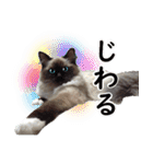 毎日使えるラグドールのロキ(日本語＆英語)（個別スタンプ：30）