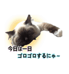 毎日使えるラグドールのロキ(日本語＆英語)（個別スタンプ：31）
