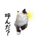 毎日使えるラグドールのロキ(日本語＆英語)（個別スタンプ：32）