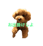 あいあいさアイサ（個別スタンプ：11）