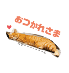 こんじき丸（個別スタンプ：2）