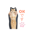 こんじき丸（個別スタンプ：3）