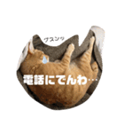 こんじき丸（個別スタンプ：7）
