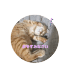 こんじき丸（個別スタンプ：11）