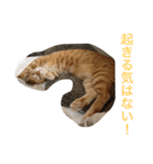 こんじき丸（個別スタンプ：13）