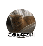 こんじき丸（個別スタンプ：14）