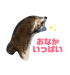 こんじき丸（個別スタンプ：18）