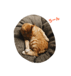 こんじき丸（個別スタンプ：19）