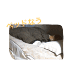 こんじき丸（個別スタンプ：21）