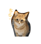 こんじき丸（個別スタンプ：22）