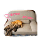 こんじき丸（個別スタンプ：25）