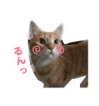こんじき丸（個別スタンプ：28）