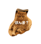 こんじき丸（個別スタンプ：34）