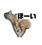 こんじき丸（個別スタンプ：35）