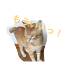 こんじき丸（個別スタンプ：36）