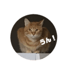 こんじき丸（個別スタンプ：38）