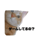 こんじき丸（個別スタンプ：40）