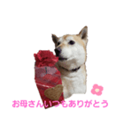 柴ラブ2（個別スタンプ：5）