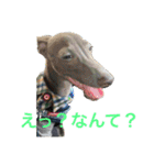 イタグレの萬太郎君（個別スタンプ：1）