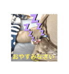 イタグレの萬太郎君（個別スタンプ：12）