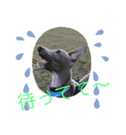 イタグレの萬太郎君（個別スタンプ：13）