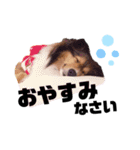 しなもんぺんねちーず（個別スタンプ：9）