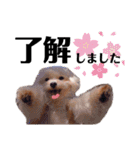 しなもんぺんねちーず（個別スタンプ：14）