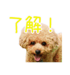マイロ野郎（個別スタンプ：11）