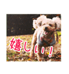 マイロ野郎（個別スタンプ：19）