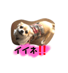 チワワ のハナちゃん（個別スタンプ：21）