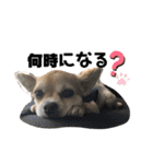 チワワ のハナちゃん（個別スタンプ：31）