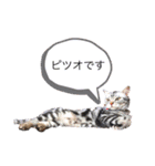 ピツオくん（個別スタンプ：10）