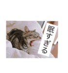 ピツオくん（個別スタンプ：14）