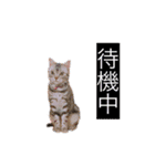 ピツオくん（個別スタンプ：19）